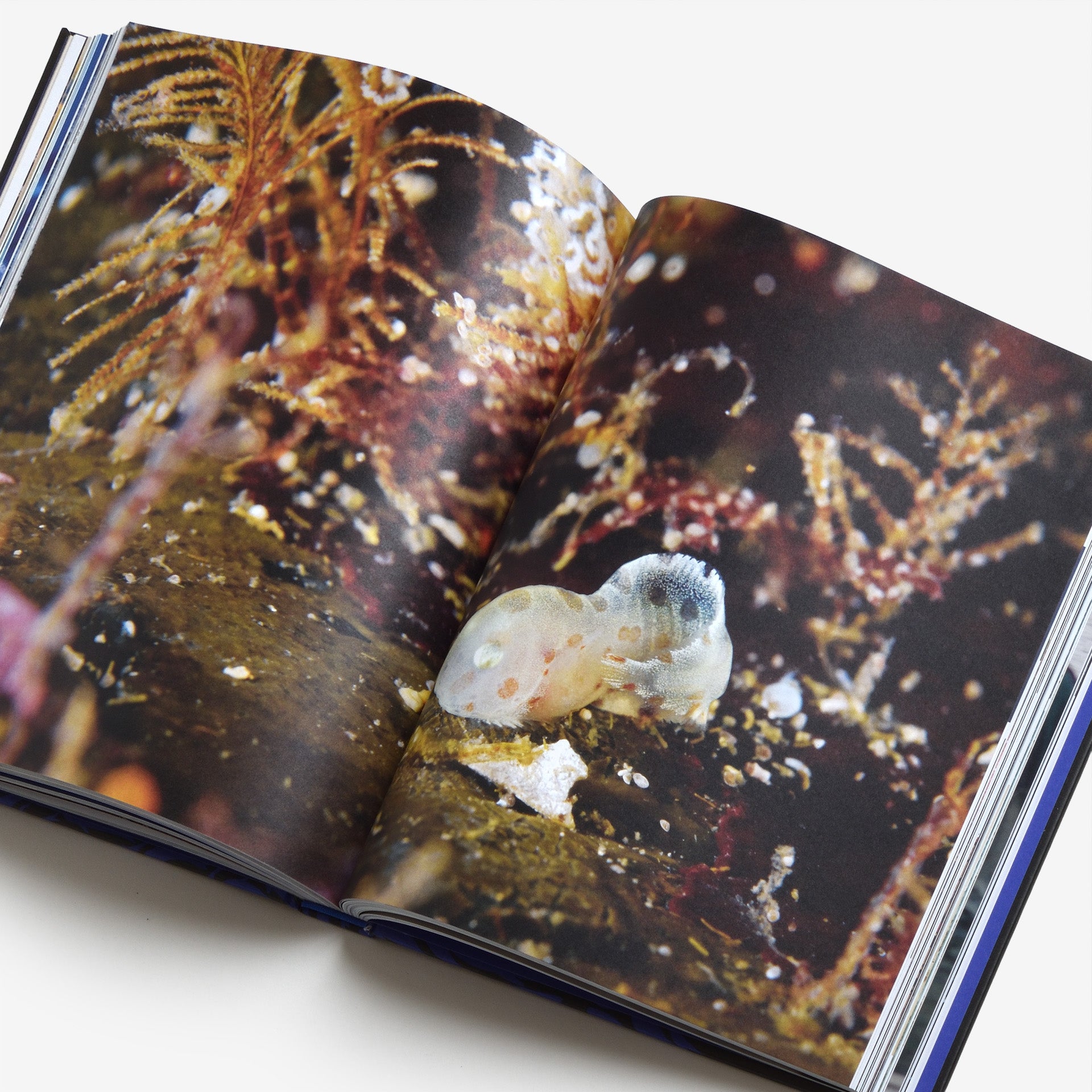 Ocean: From the Shore to the Abyss