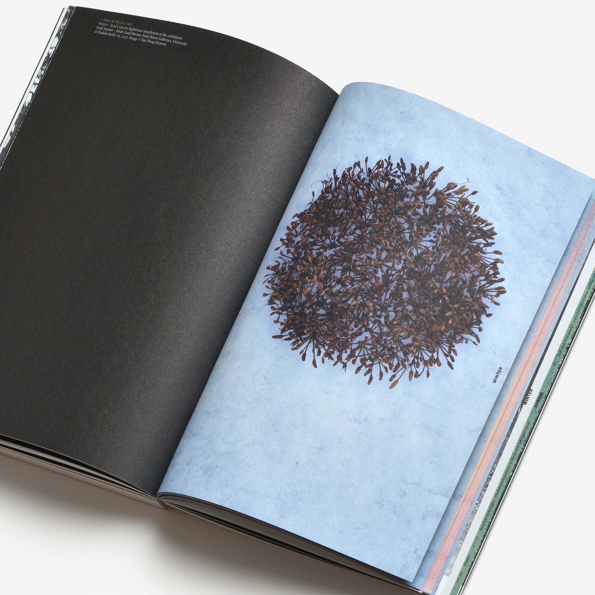 Yan Wang Preston: With love from an invader. – Rhododendrons, Empire, China and Me