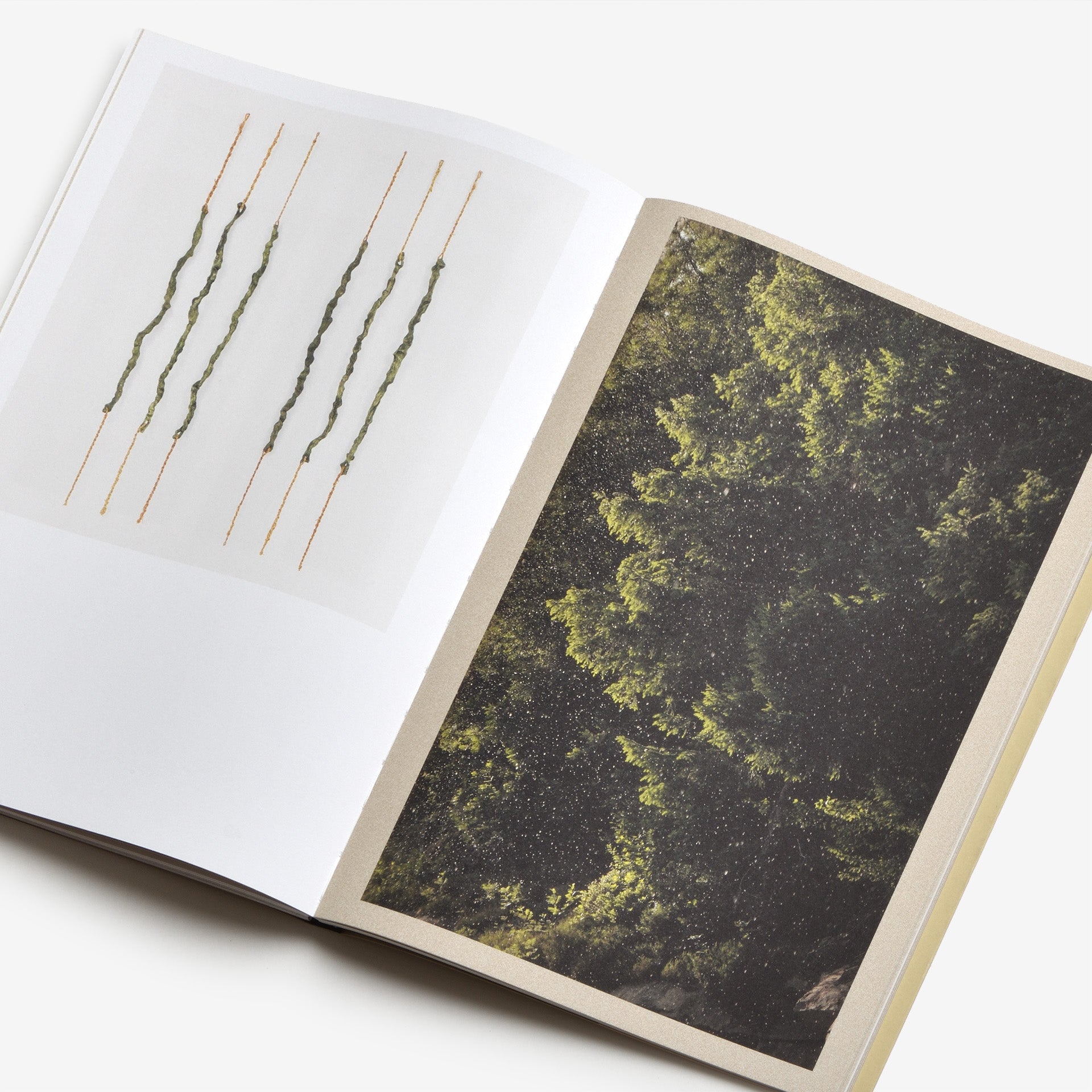 Sabina Timmermans: Sharing the Land