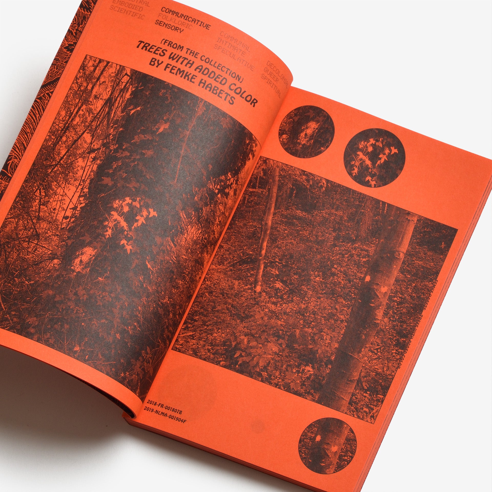 A Tree, A Reader on Arboreal Kinship