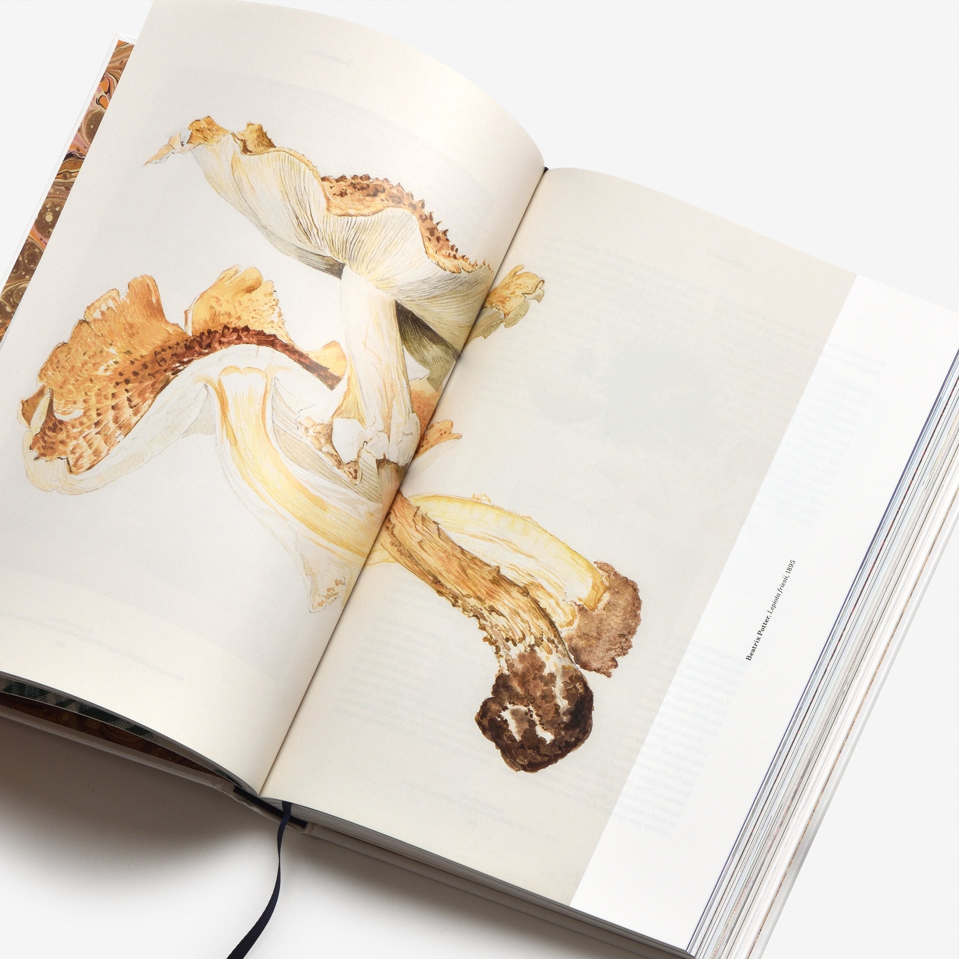 The Gourmand’s Mushroom: A Collection of Stories and Recipes