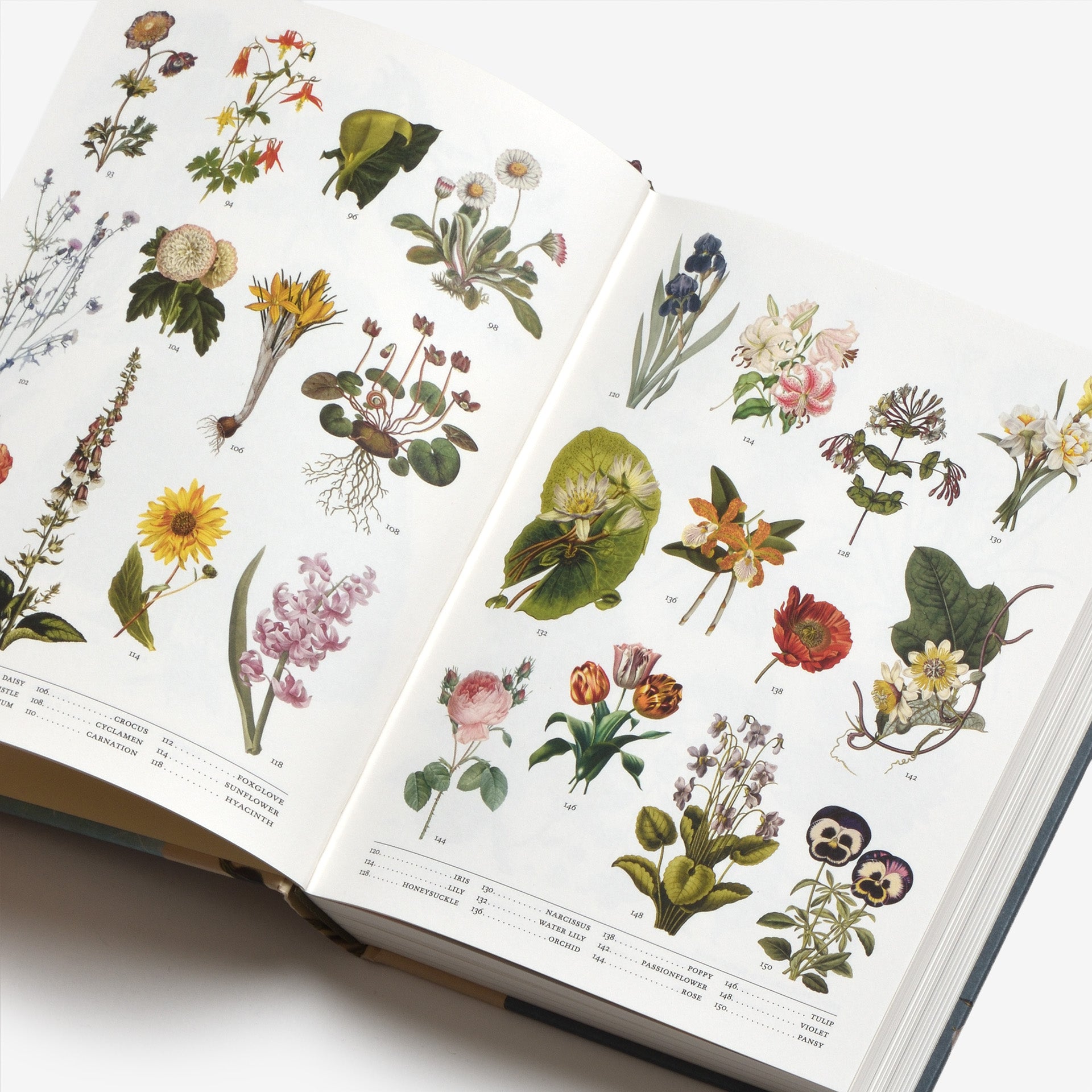 The Secret Language of Plants: Art, Nature & Symbolism