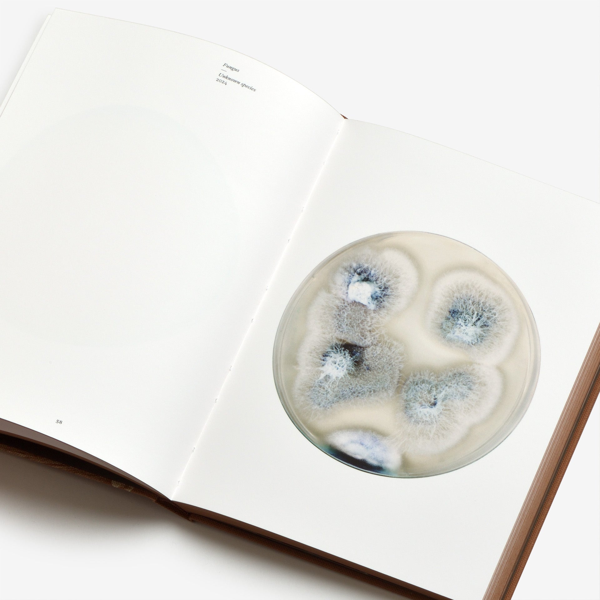 Nicolai Howalt: Fungi