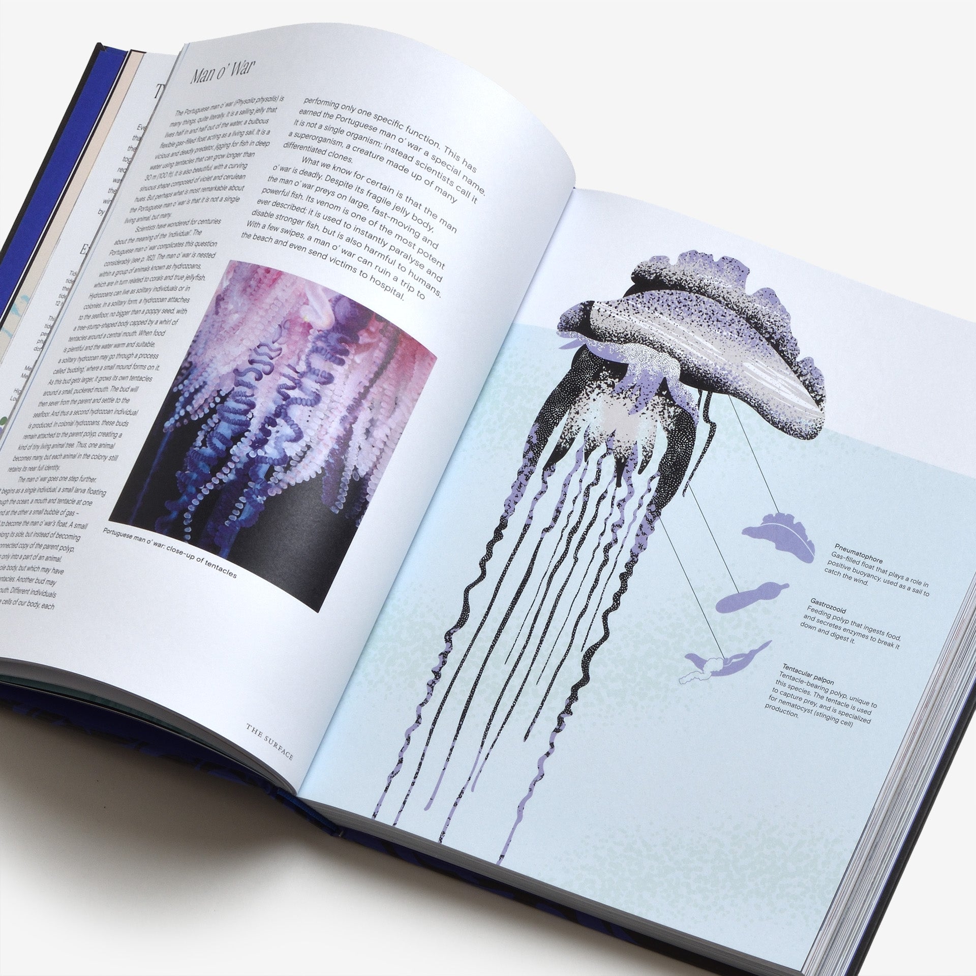 Ocean: From the Shore to the Abyss