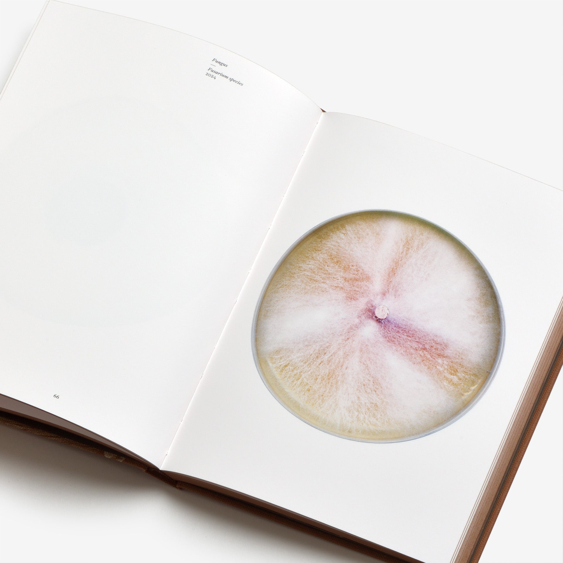 Nicolai Howalt: Fungi