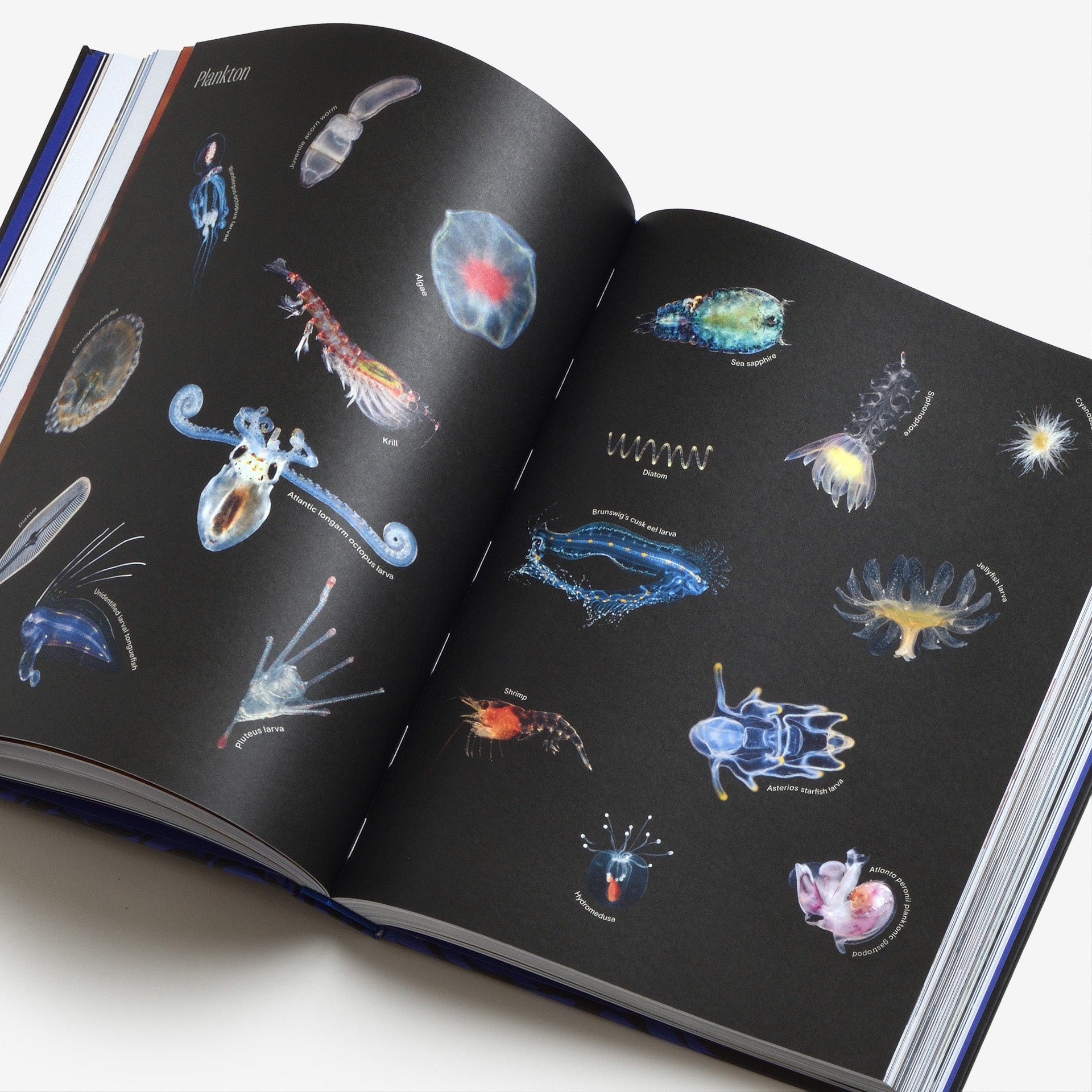 Ocean: From the Shore to the Abyss