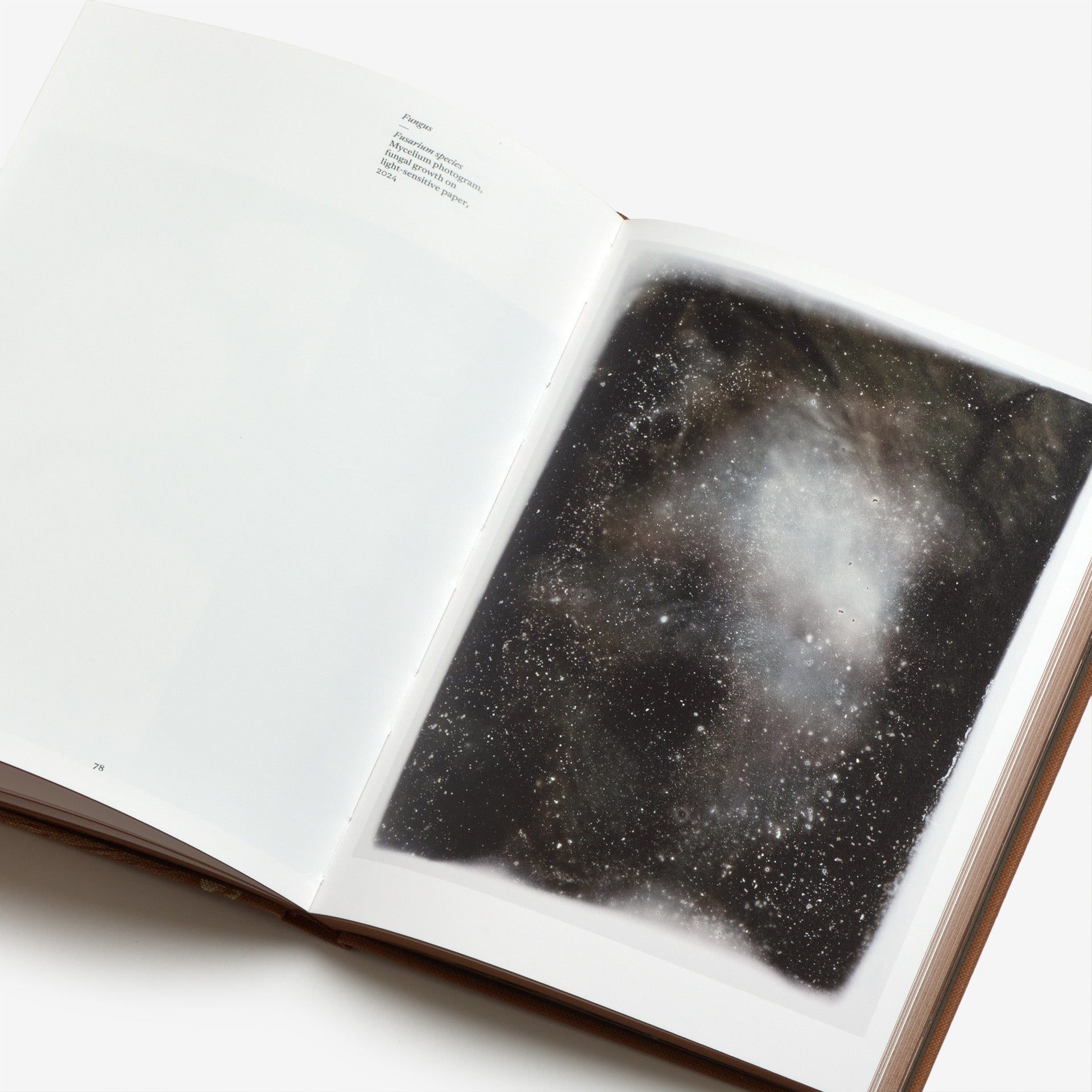 Nicolai Howalt: Fungi