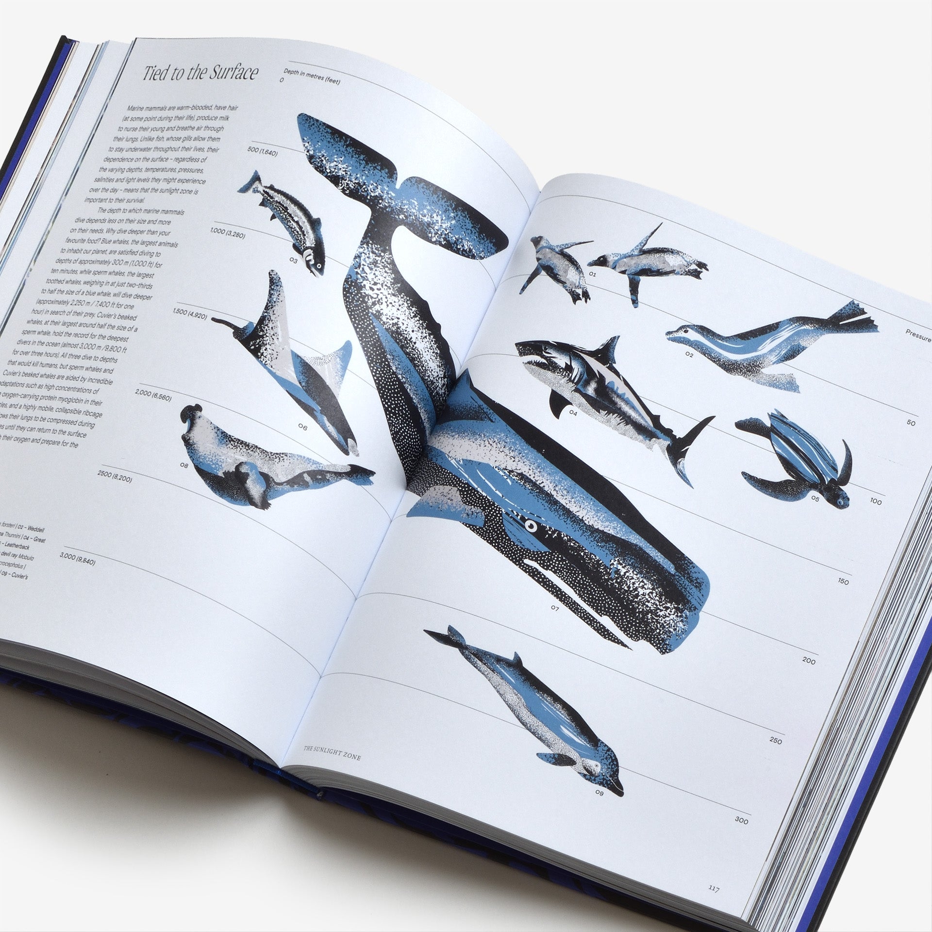 Ocean: From the Shore to the Abyss