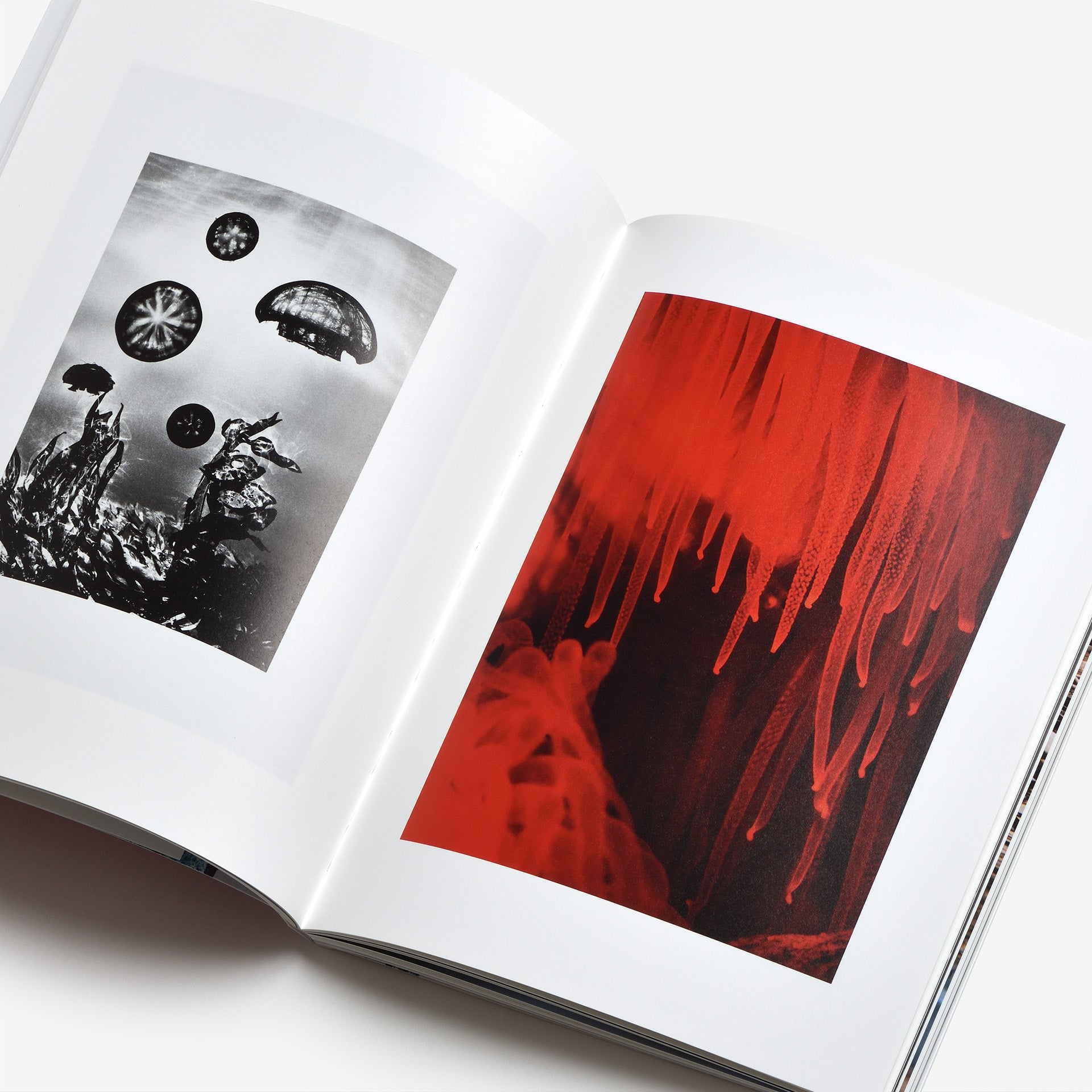Taiyo Onorato & Nico Krebs サイン入り Taiyo Onorato & Nico Krebs サイン入り Taiyo Onorato & Nico Krebs