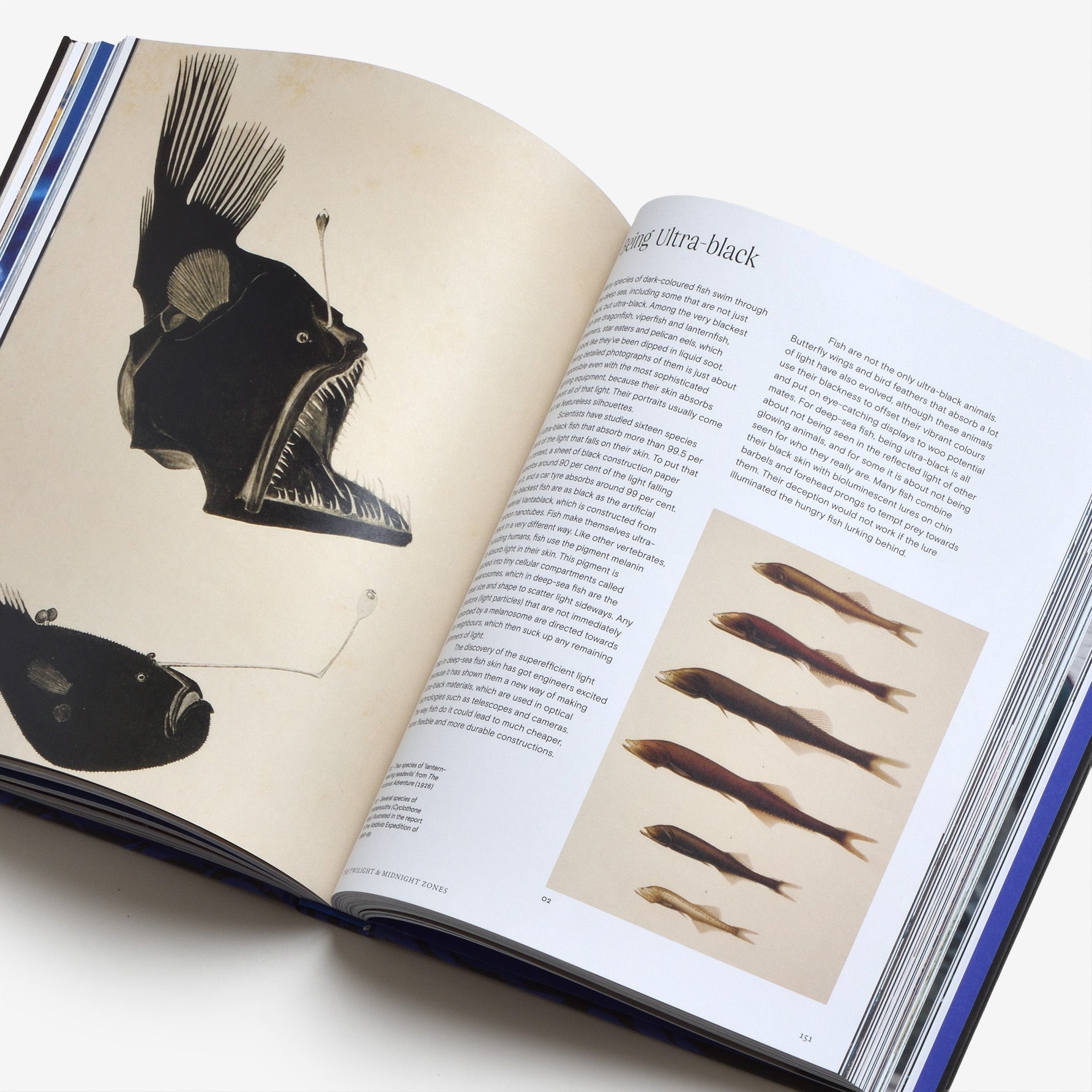 Ocean: From the Shore to the Abyss