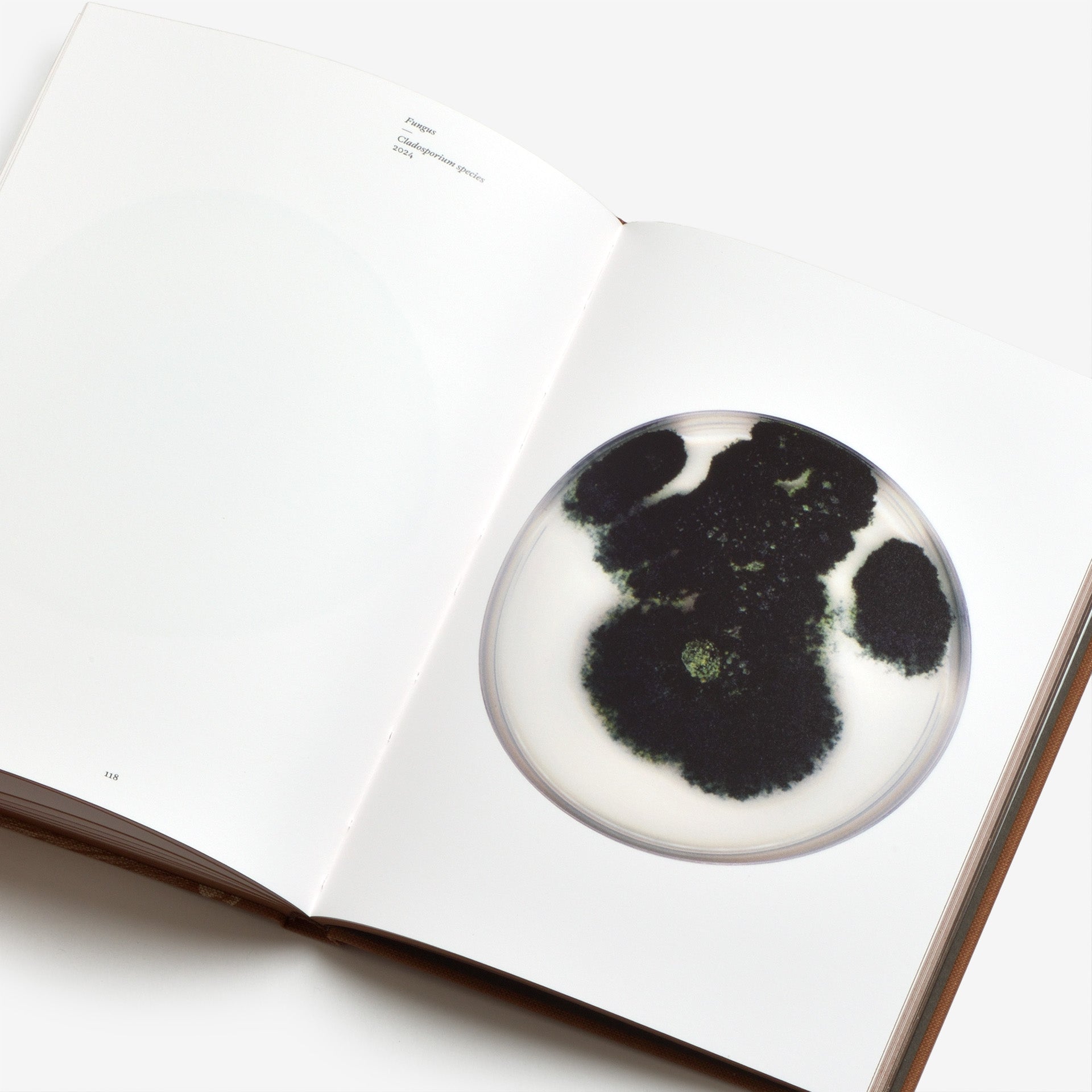 Nicolai Howalt: Fungi