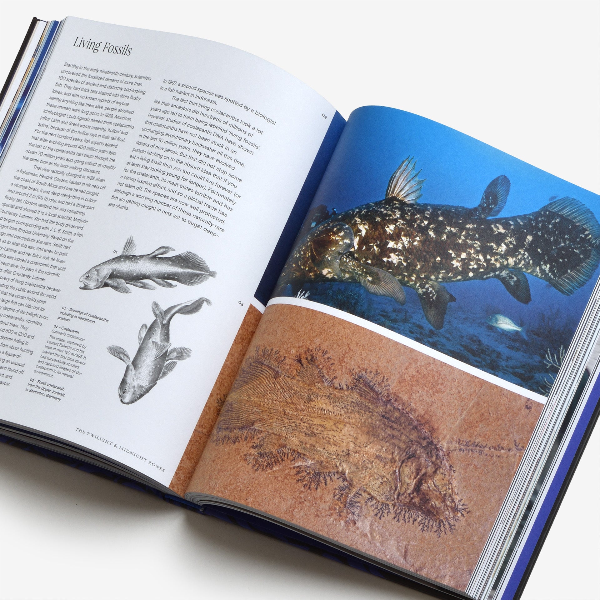 Ocean: From the Shore to the Abyss