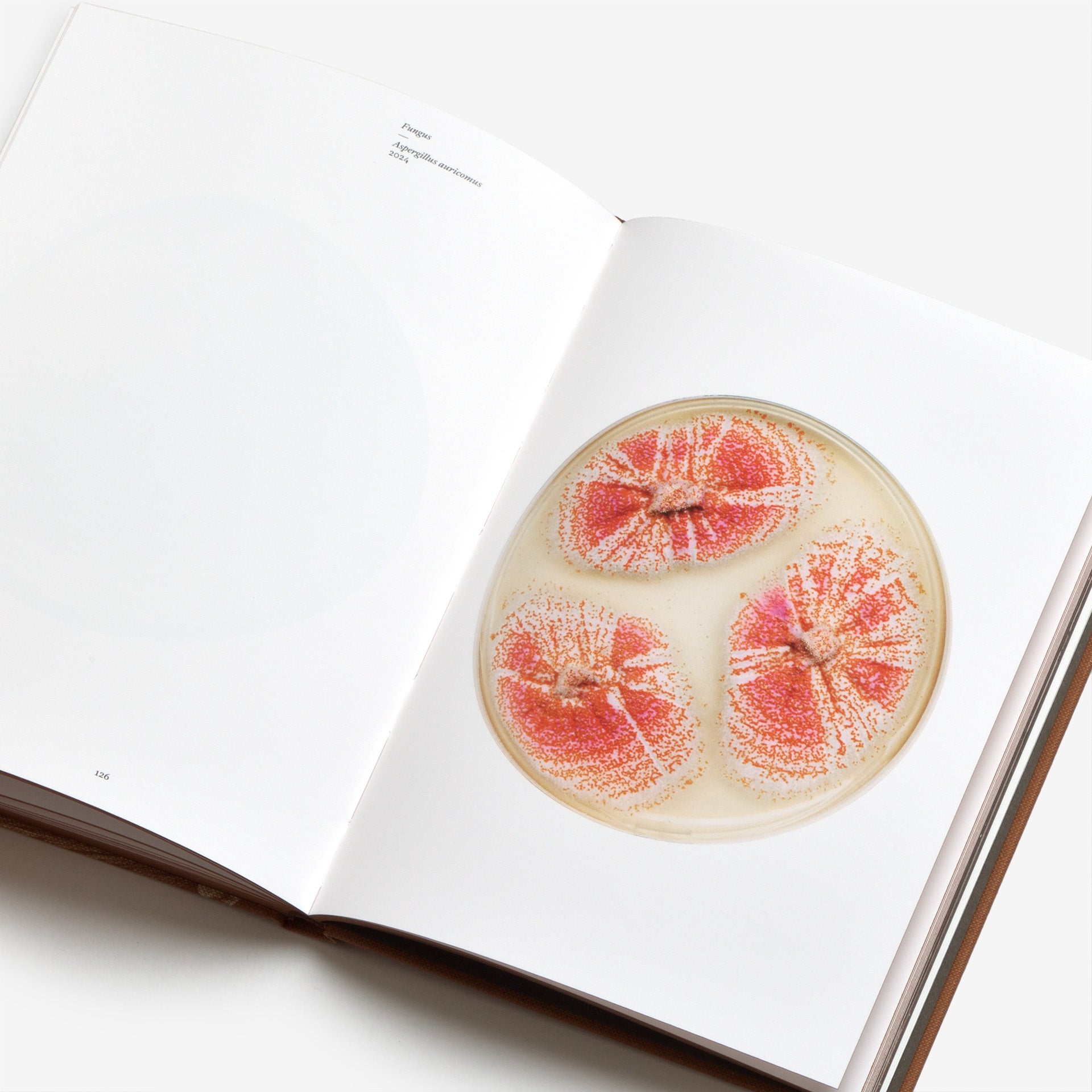 Nicolai Howalt: Fungi