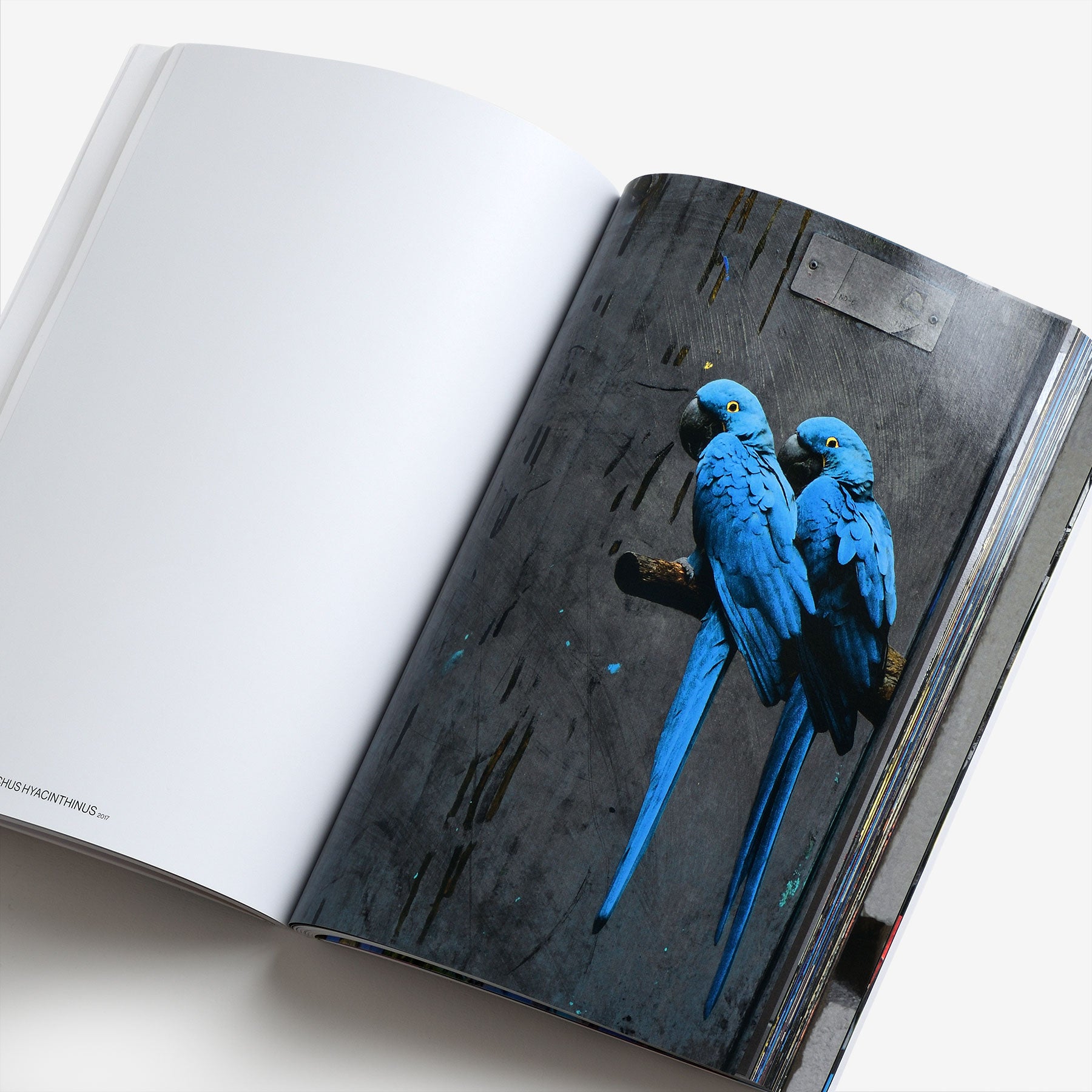 The Bird Project 2006–2017 Special Edition / Blue