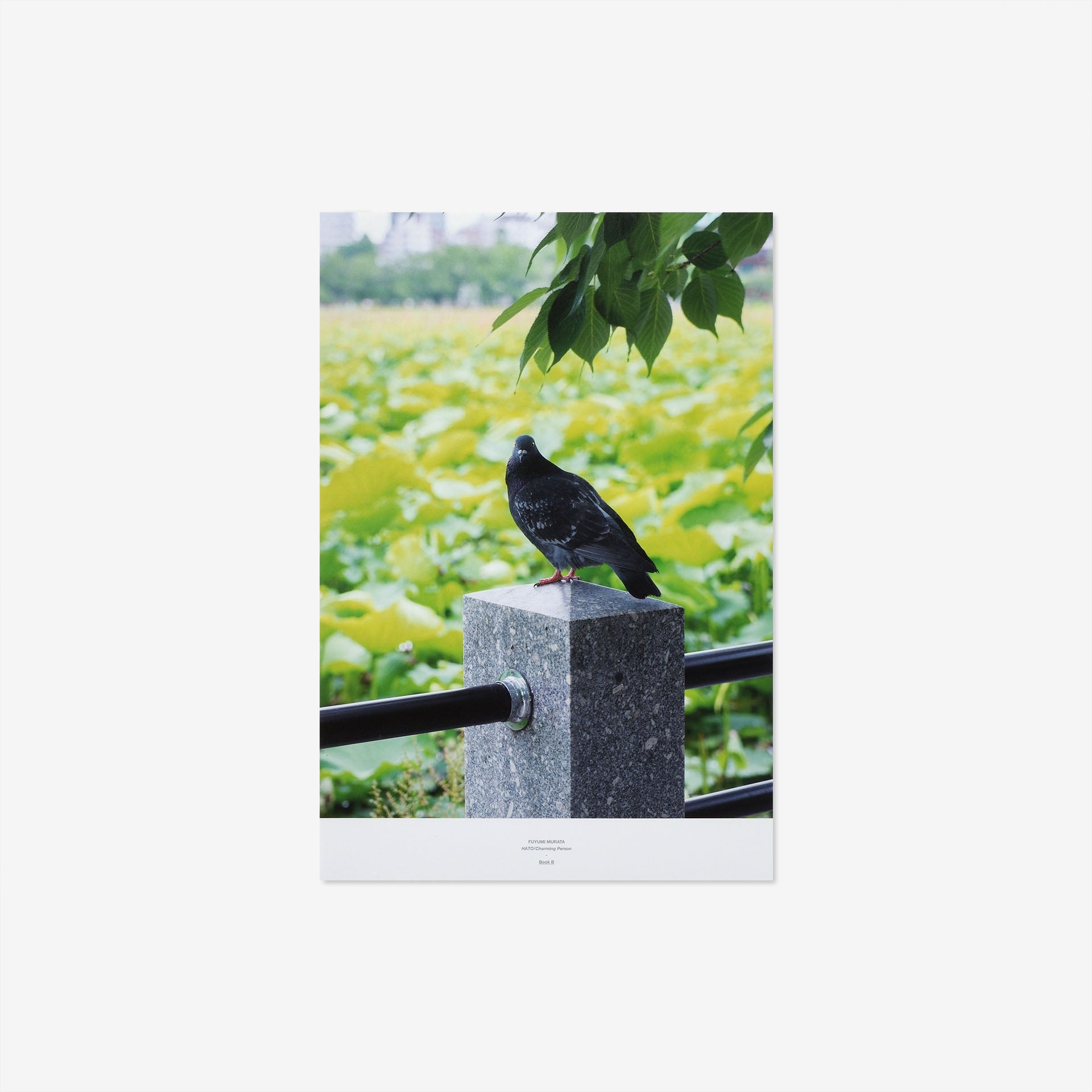 Waiting for you | HATO / Charming Person